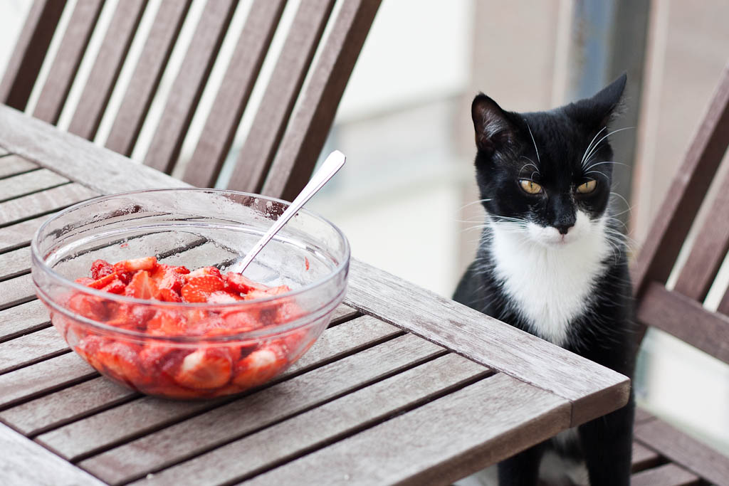 A cat is doing food control over strawberries
