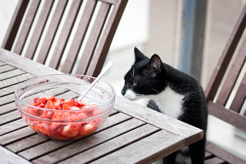 A cat is doing food control over strawberries