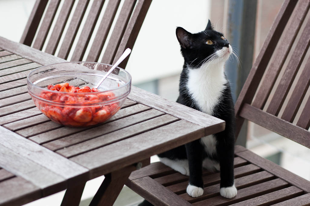 A cat is doing food control over strawberries