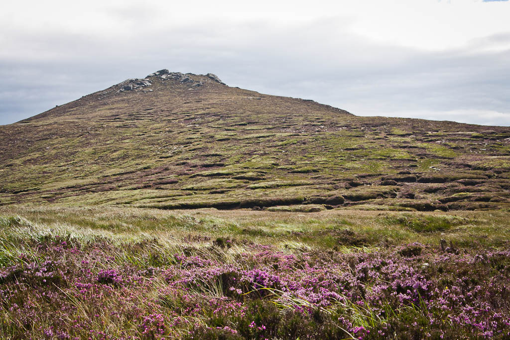 Slieve Donard - the mountains and heather
