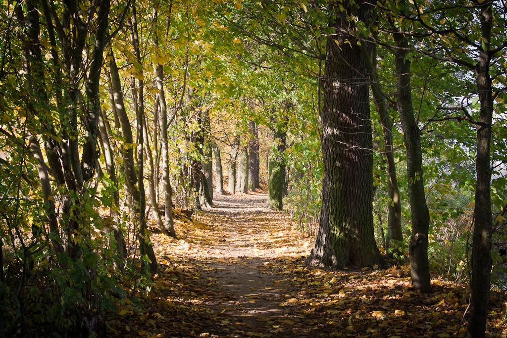 Wałcz - Lake Raduń in autumn, tree avenue