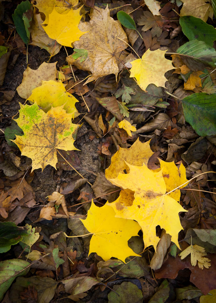 Autumn leaves