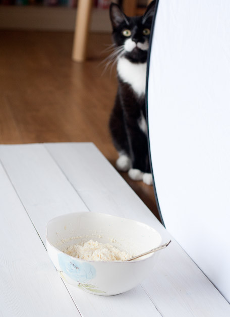 curd cheese, quark cheese and a cat in the background