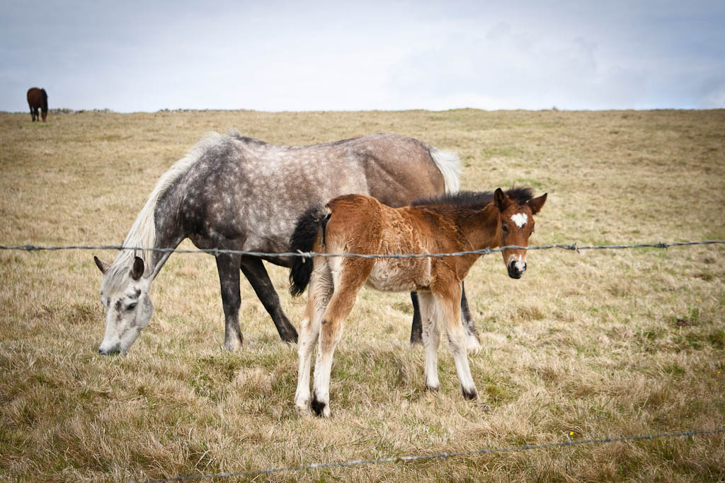 Ireland horses