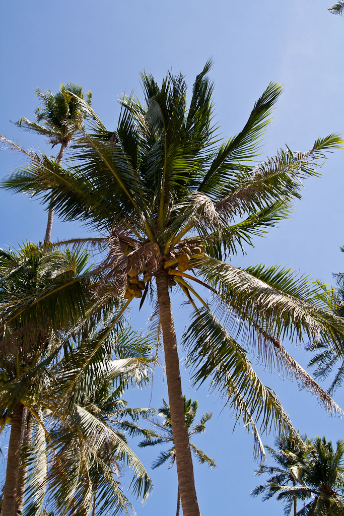 palm tree