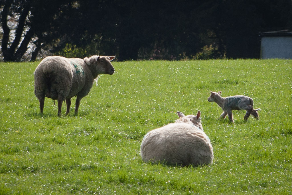 sheep and lamb