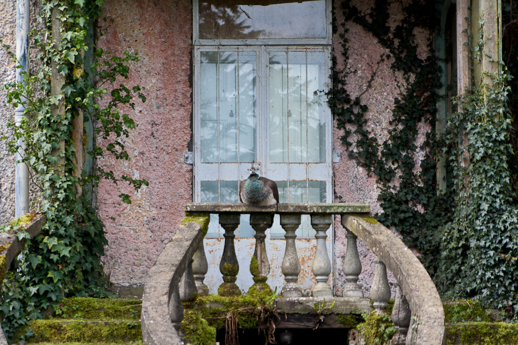 Altamont Garden - peacock