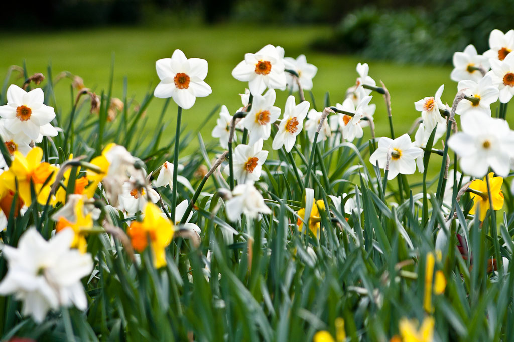 Altamont Garden - daffodils