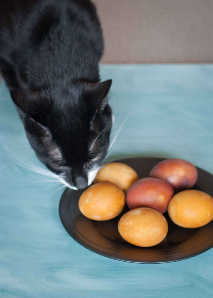 A black and white cat sniffing a plate of colorful Polish Easter eggs arranged on a blue surface.