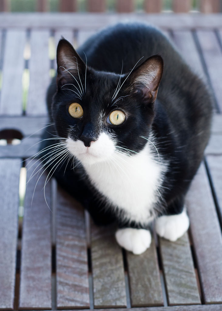 Black and white cat