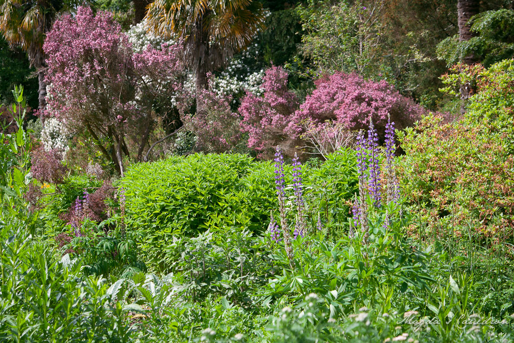 Mount Usher Gardens