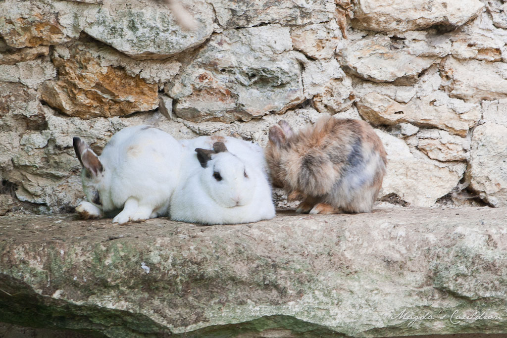 Versaille- bunnies