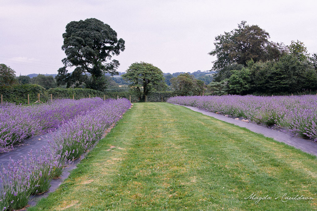 Wexford lavender farm
