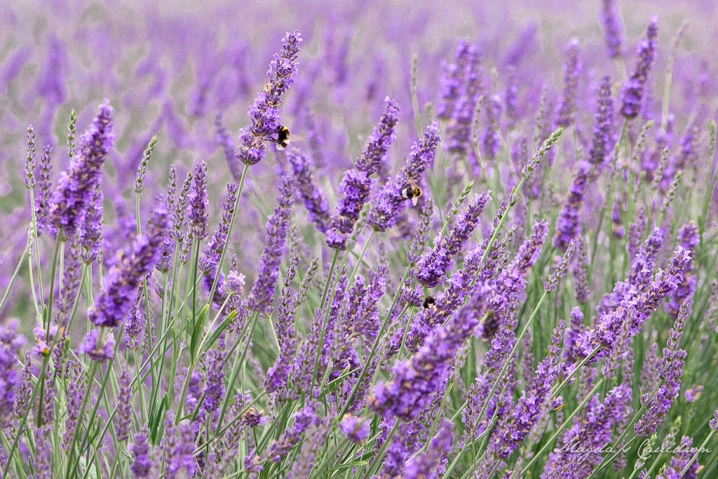 Wexford lavender farm