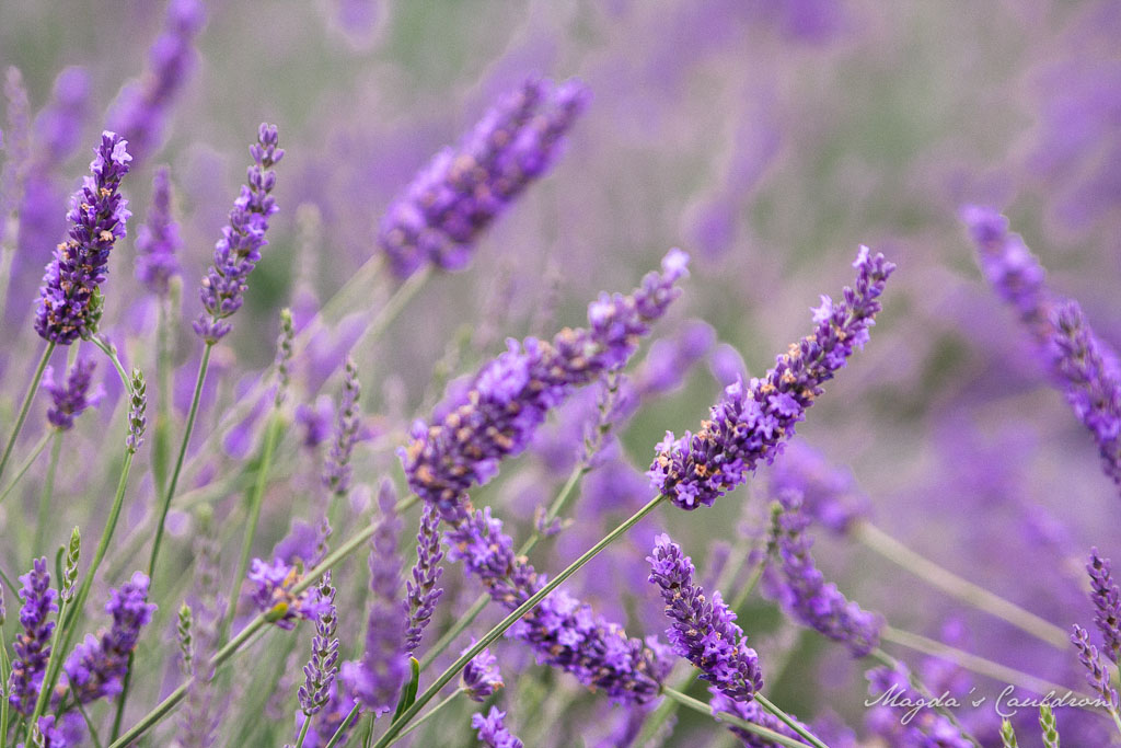 Lavender Farm, a little bit of Provence in&nbsp;Ireland