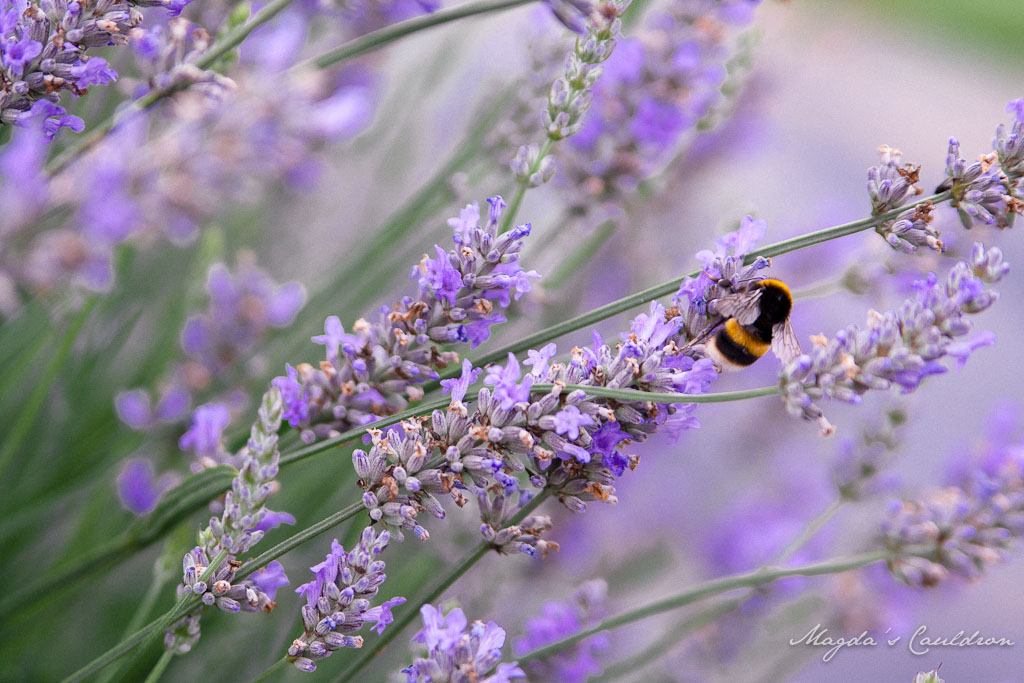 Wexford lavender farm