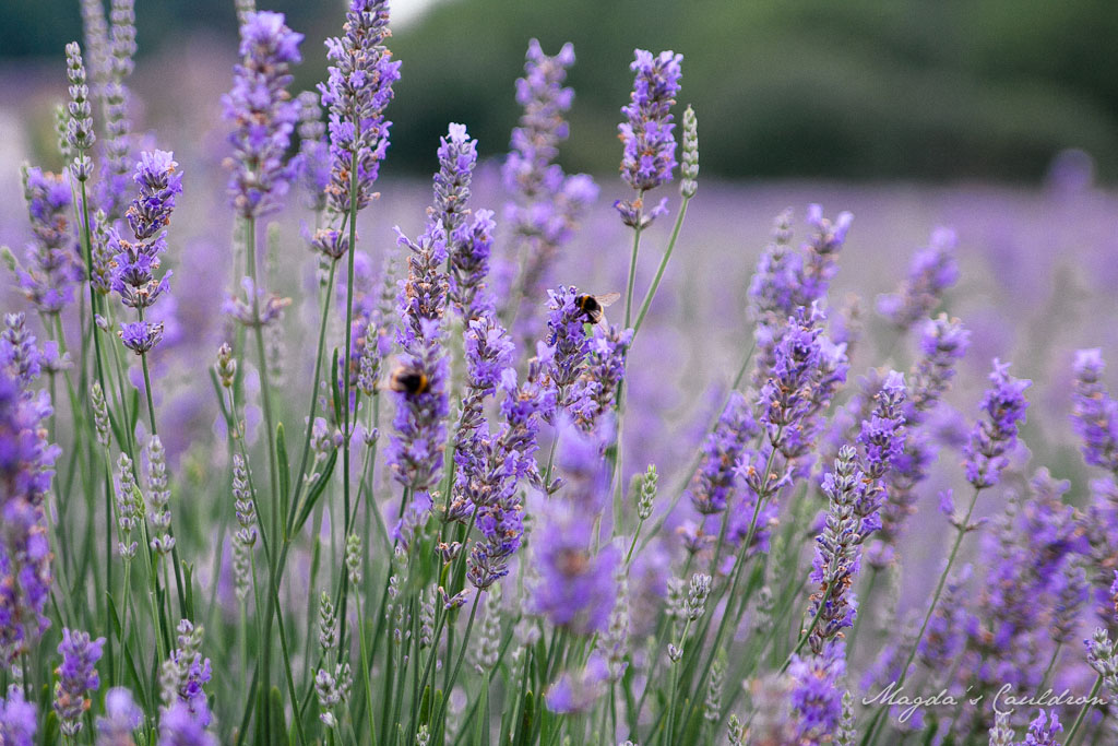 Wexford lavender farm