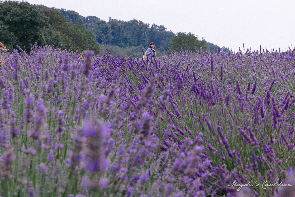 Wexford lavender farm