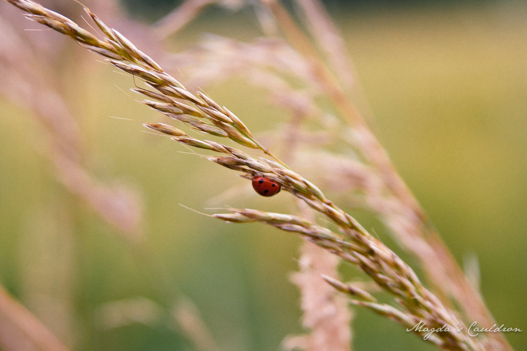 ladybug on the grass