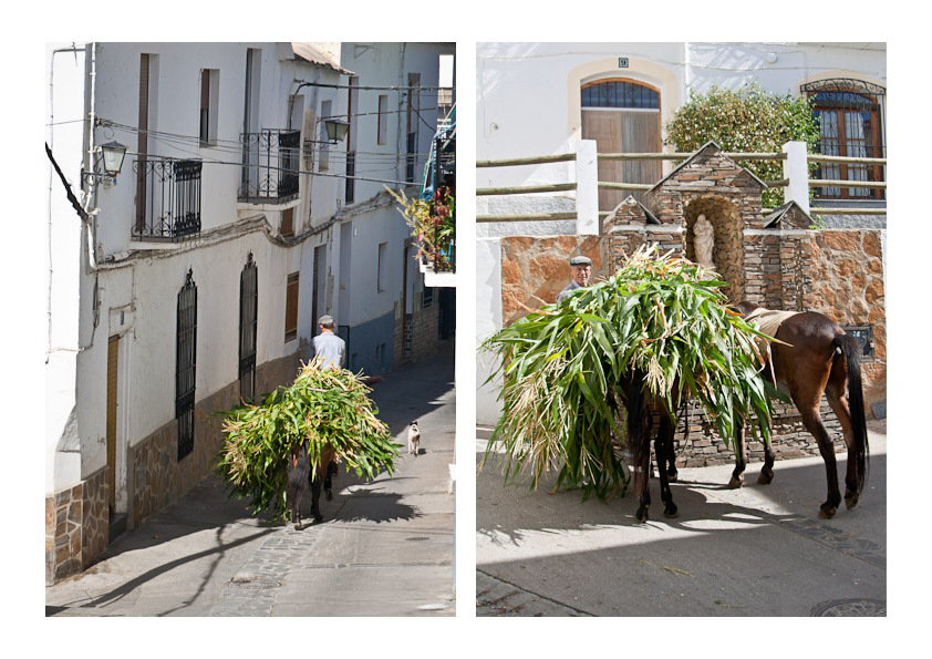 horse in a tiny street Nevada