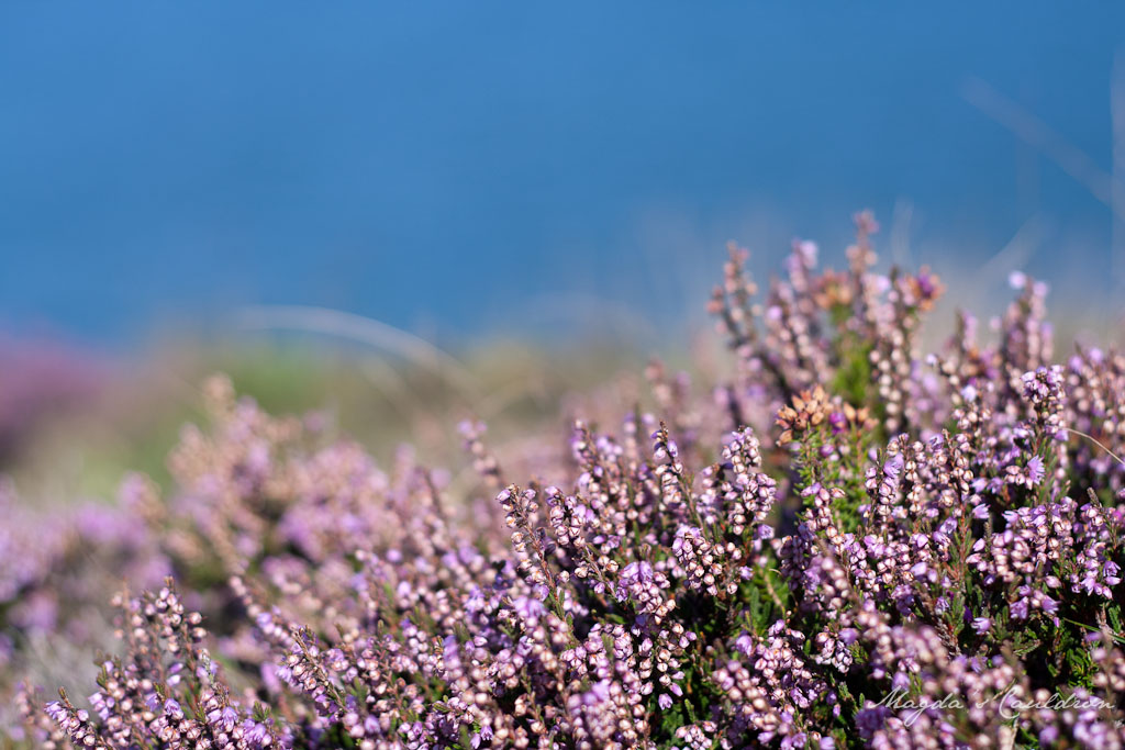 Heather in Howth