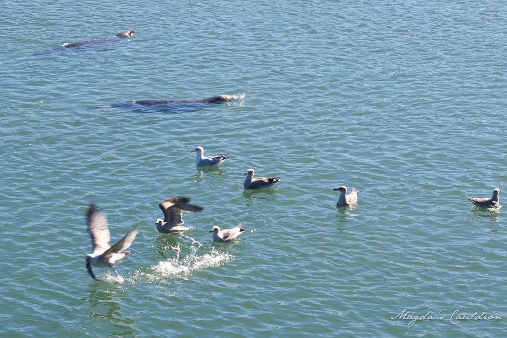 Seals and seagulls in Howth