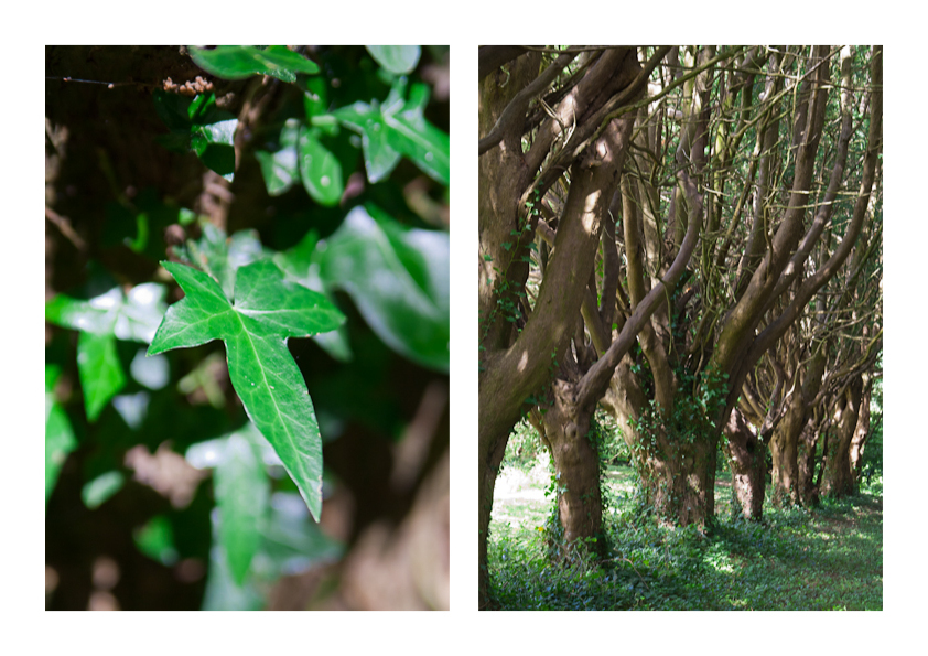 killruddery house greens