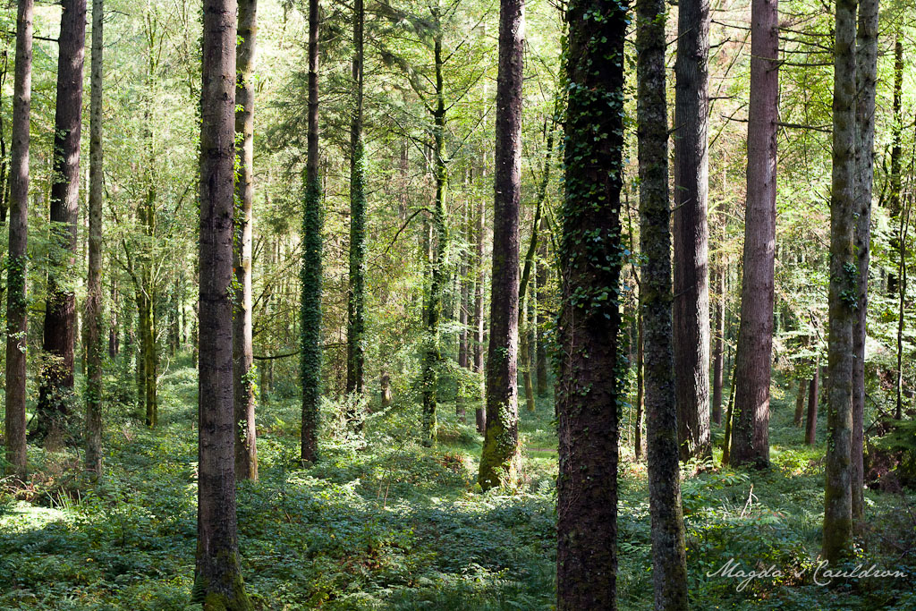 Avondale Forest Park