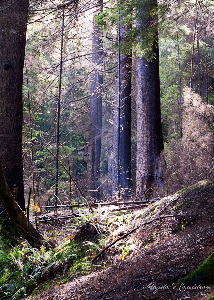 Avondale Forest Park