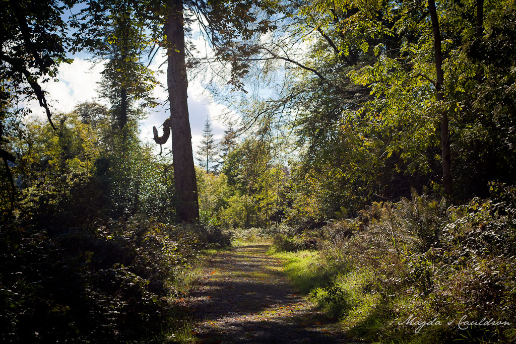 Avondale Forest Park
