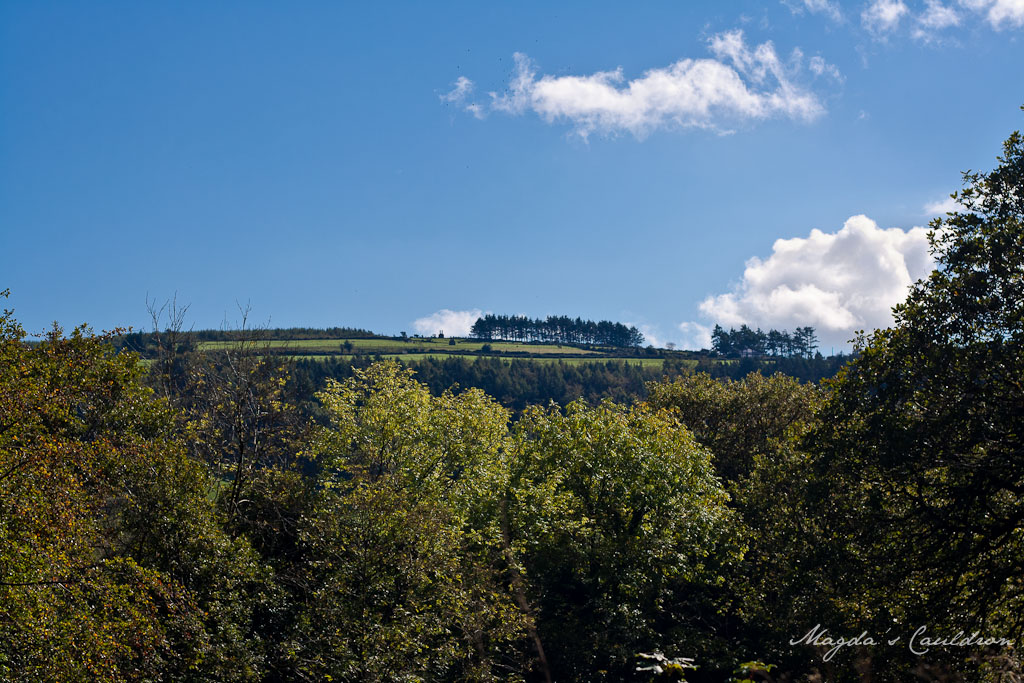 View from Avondale Forest Park