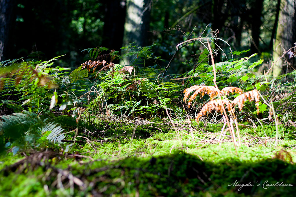 Avondale Forest Park