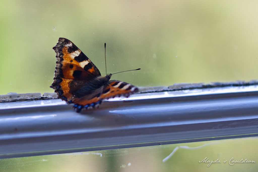 Butterfly in Avondale House
