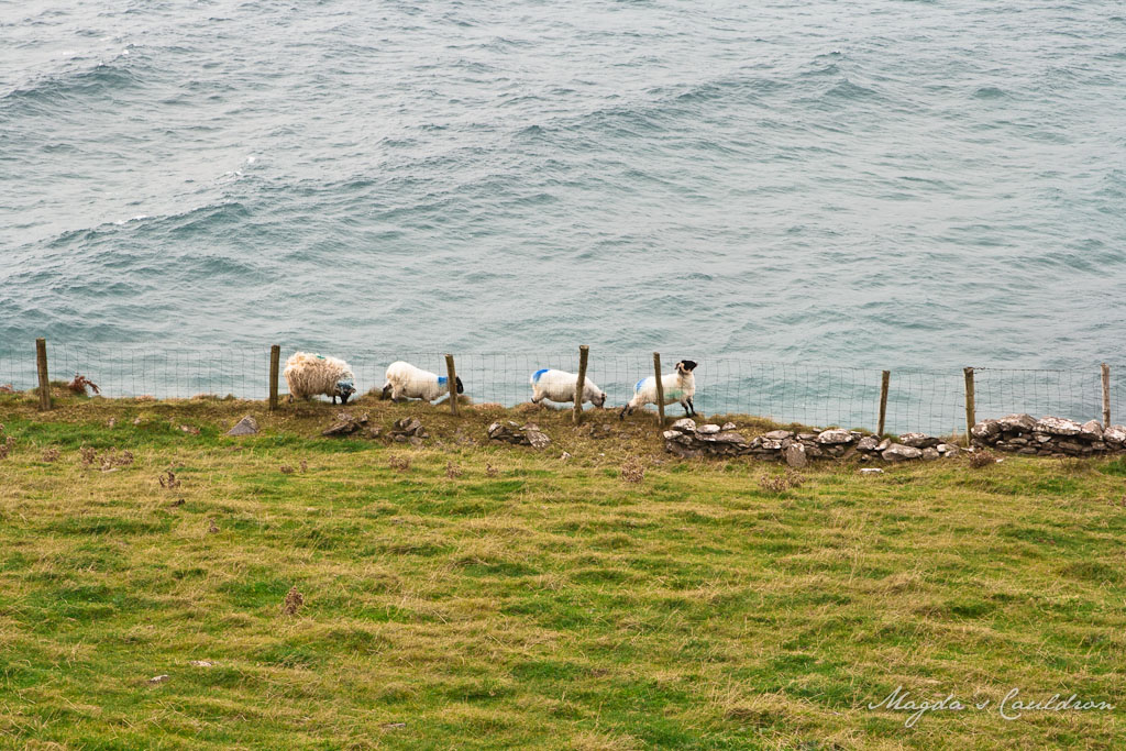 Sheep at the edge