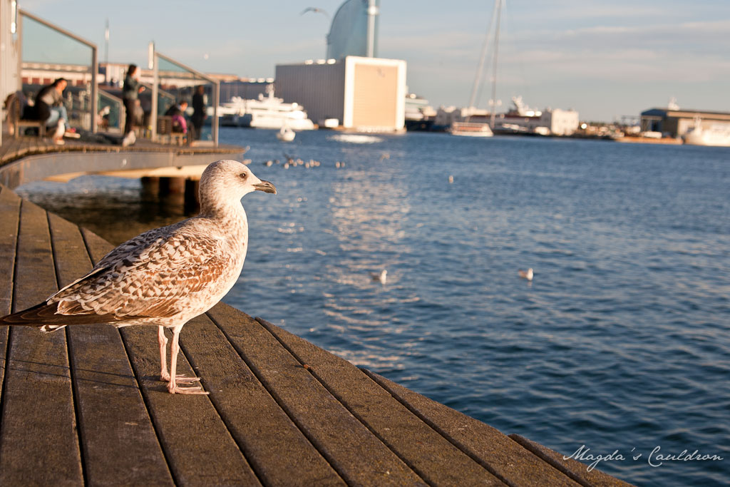 port and seagull in Barcelona
