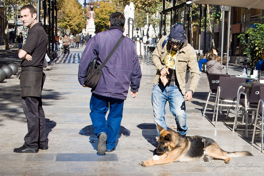 Barcelona - dog