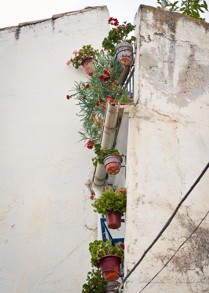 Herbs and flower pots in the building in Spain