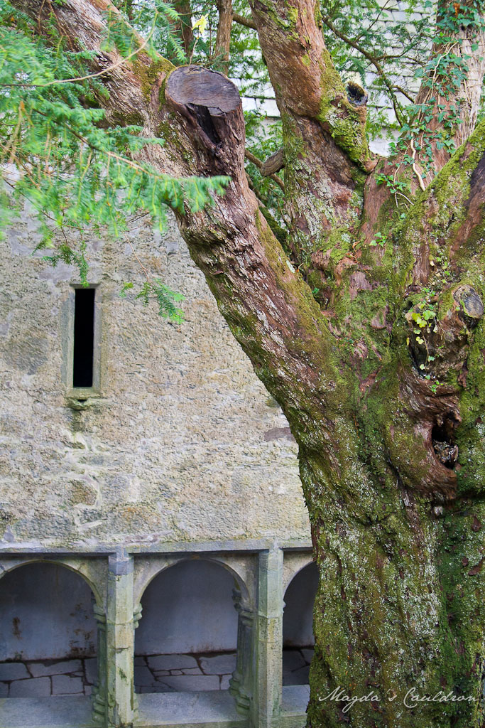 Muckross Abbey