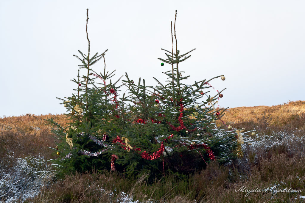Dublin Mountain Winter-7850