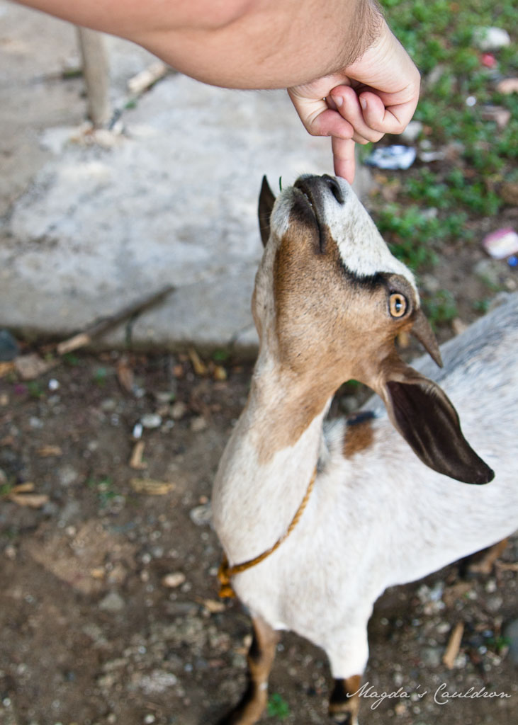 Goat in Philippines