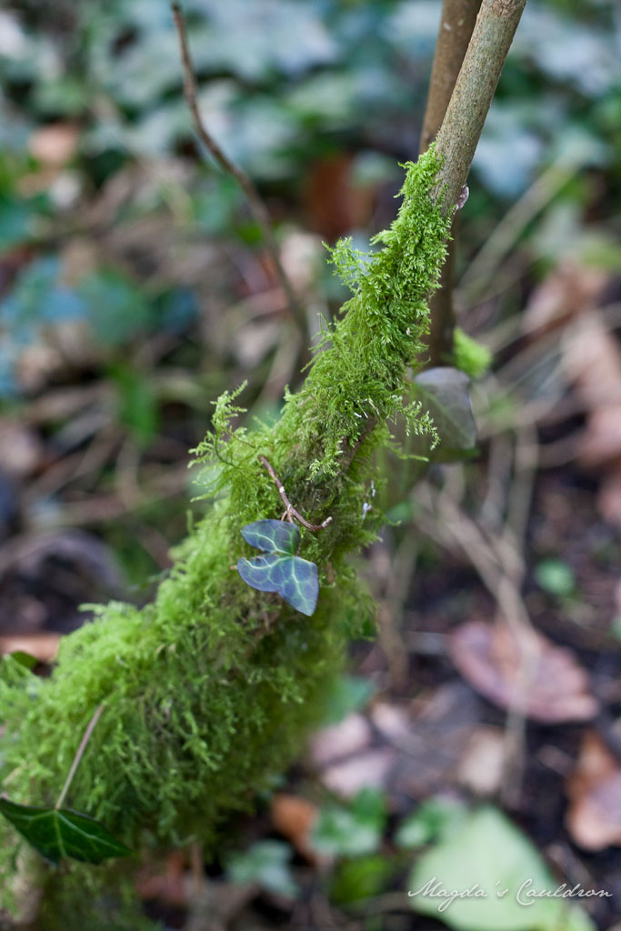 A leaf on a moss branch