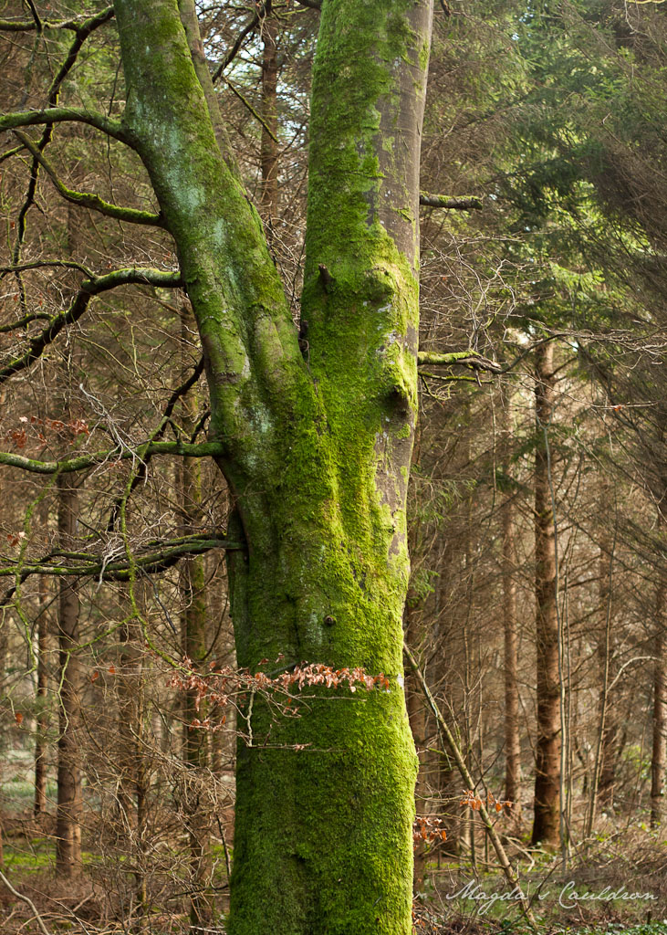 Donadea - moss on a tree