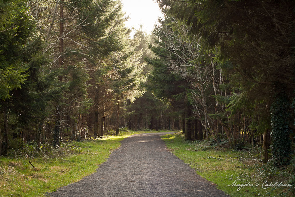 Donadea - moss on a tree