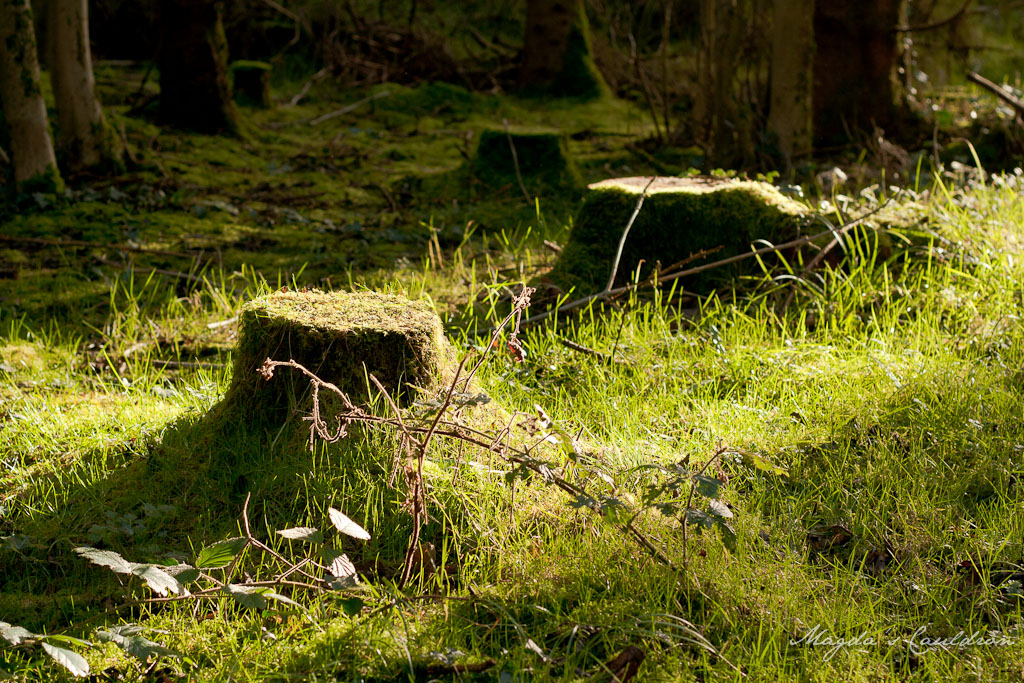 Donadea - moss on a tree