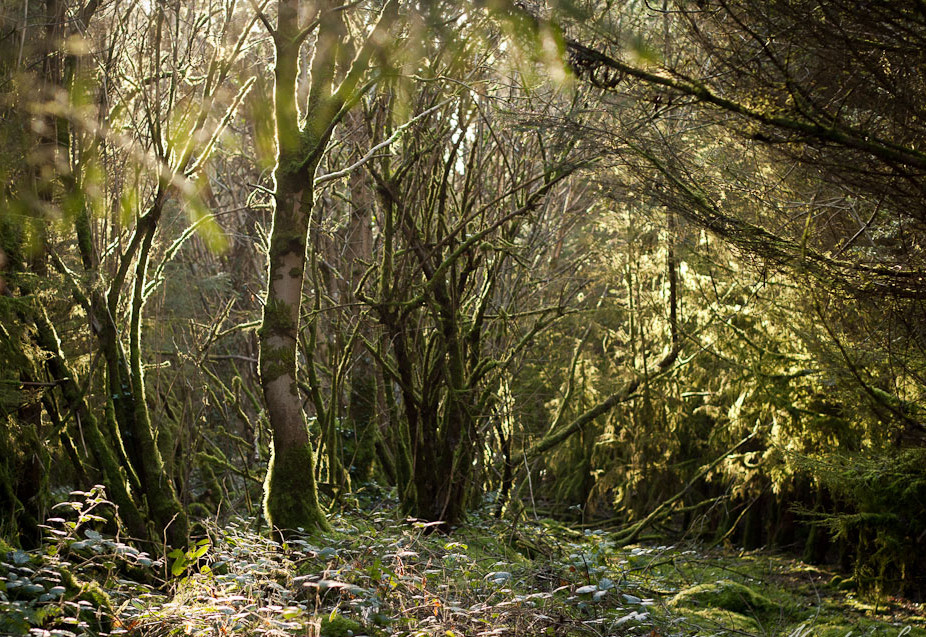 Beautiful light in the woods
