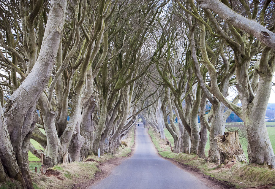 The King's Road, Dark Hedges, Co. Antrim