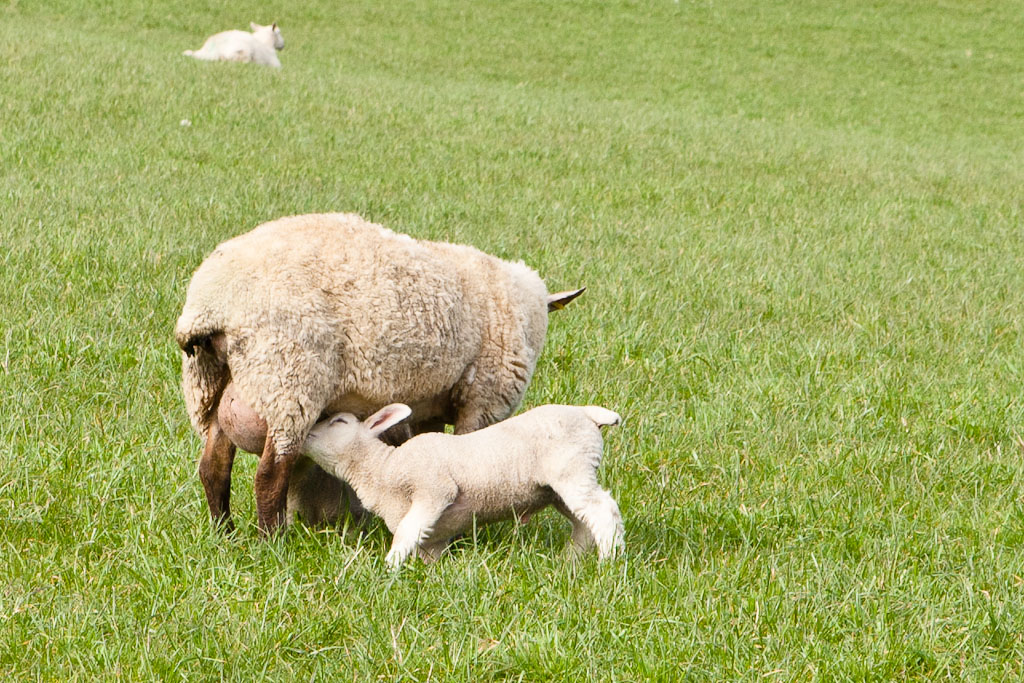 Spring Lamb